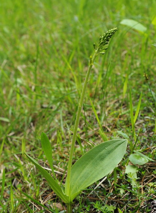 Neottia ovata